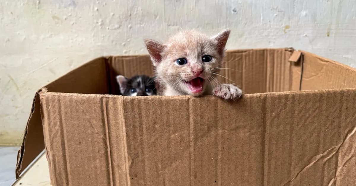 How Precious Paws Rescue Raised $300 in Just Over a Week with Lucky Squares Fundraising